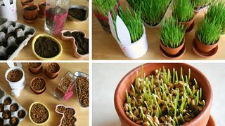 Grâu la încolţit de Sfântul Andrei 2020: Ce semnificaţie are acest obicei?