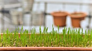 Grau la incoltit de Sfantul Andrei 2020