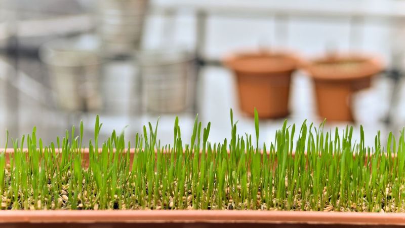 Grau la incoltit de Sfantul Andrei 2020