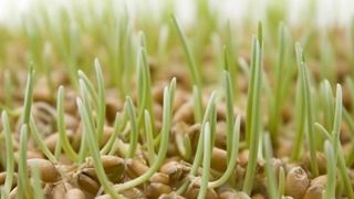 Grau la incoltit de Sfantul Andrei 2020