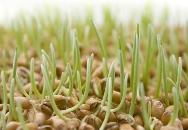 Grau la incoltit de Sfantul Andrei 2020