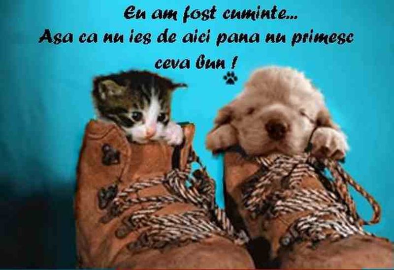 Mesaje în ajun de Moş Nicolae: Cele mai haioase urări, felicitări şi tradiţii