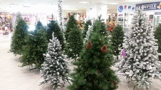 VIDEO - Crăciunul 2020 e aproape. Cursa pentru a găsi bradul perfect a început