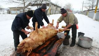 Pe ce dată este Ignatul, sărbătoarea când sunt sacrificați porcii pentru Crăciun