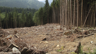 Un bărbat a fost accidentat mortal de un copac &icirc;n Munții Călimani