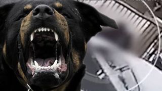 VIDEO - Imagini șocante filmate cu o femeie atacată sălbatic de câini