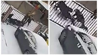 femeie mușcată de 4 rottweileri