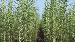 Ce este salcia energetică și la ce este folosită aceasta