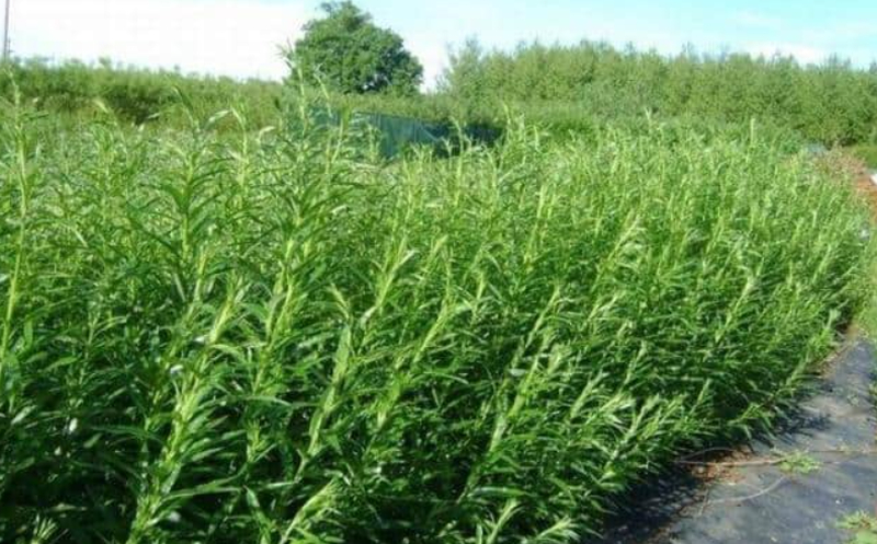 Ce este salcia energetică și la ce este folosită aceasta