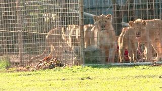 Scandalul Dani Mocanu continuă &ndash; manelistul recidivează