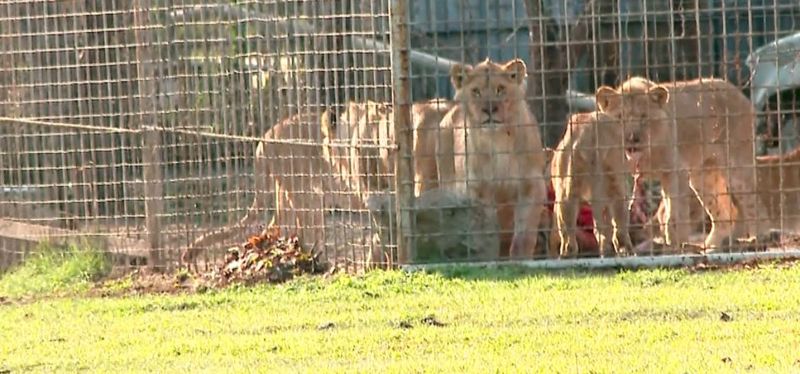 Scandalul Dani Mocanu continuă – manelistul recidivează