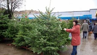 VIDEO | O, brad prea scump. Ce preţuri au pomii de Crăciun?