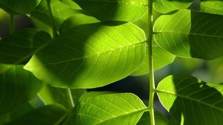 La ce sunt bunele frunzele de nuc. Se poate face și ceai din ele