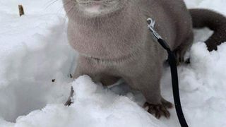 Primul animal sălbatic care a fost diagnosticat cu virusul Sars-Cov-2. Cum l-au descoperit specialiștii