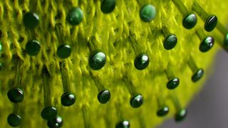 Noua tulpină de coronavirus care se răsp&acirc;ndeşte &icirc;n Marea Britanie are mutaţii majore