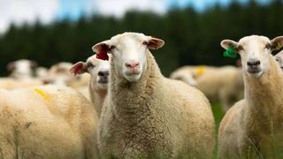 Despre transport animale și asigurarea unor condiții optime pentru animale în timpul transportului terestru!