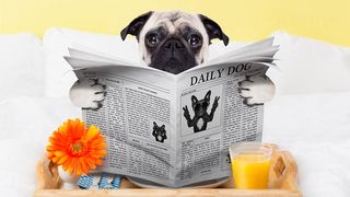 VIDEO - E aglomerație mare în hotelurile pentru animale de sărbători