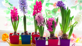 Plantarea și &icirc;ngrijirea zambilelor