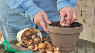 Plantarea și &icirc;ngrijirea zambilelor