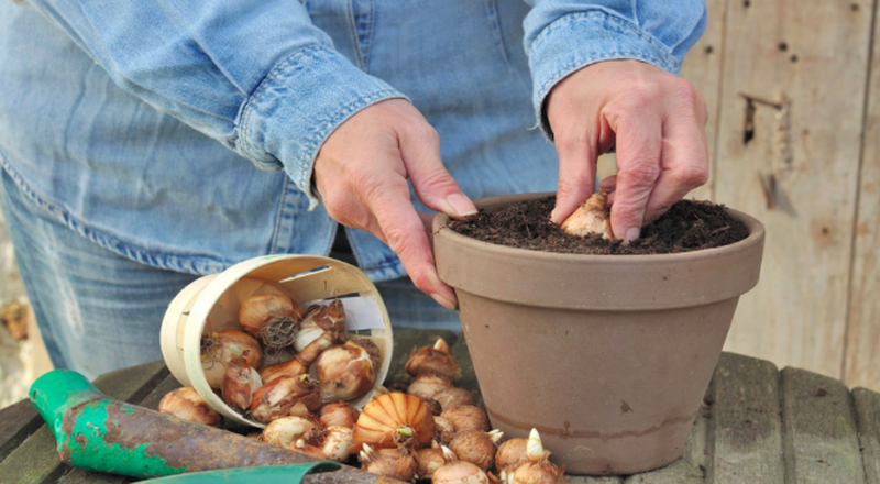 Plantarea și îngrijirea zambilelor
