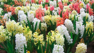 Plantarea și &icirc;ngrijirea zambilelor