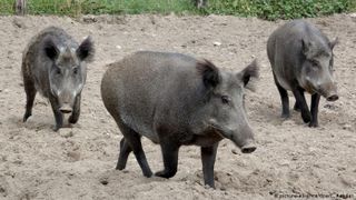 Descoperire de pestă porcină africană în România: În ce județ s-a răspândit