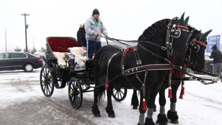 De ce se botează caii în ziua de 6 decembrie. Tradiția e veche de peste 100 de ani