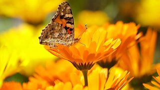 idei pentru grădina ta 2021