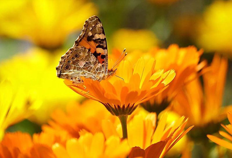 idei pentru grădina ta 2021