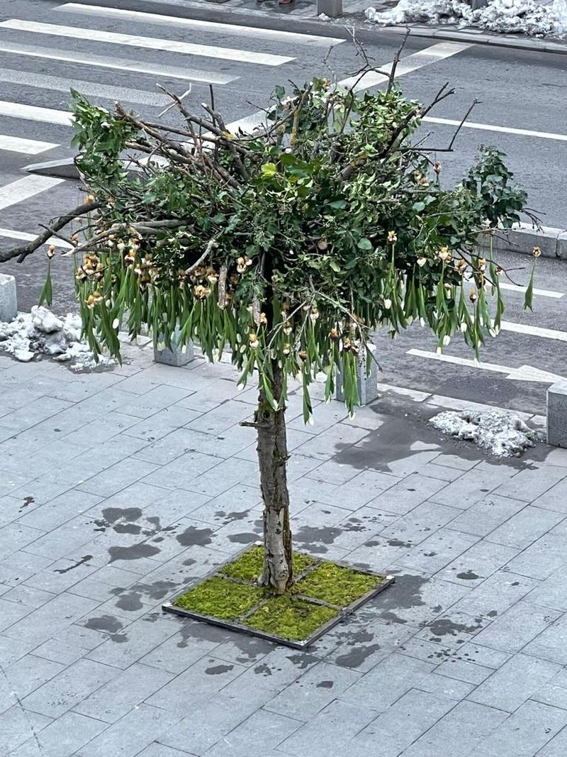 Nicu Bocancea a “plantat” copacul cu 600 de lalele în mijlocul Bucureștiului  pentru un An Nou nou cu noroc