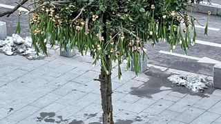 Nicu Bocancea a &ldquo;plantat&rdquo; copacul cu 600 de lalele &icirc;n mijlocul Bucureștiului  pentru un An Nou nou cu noroc