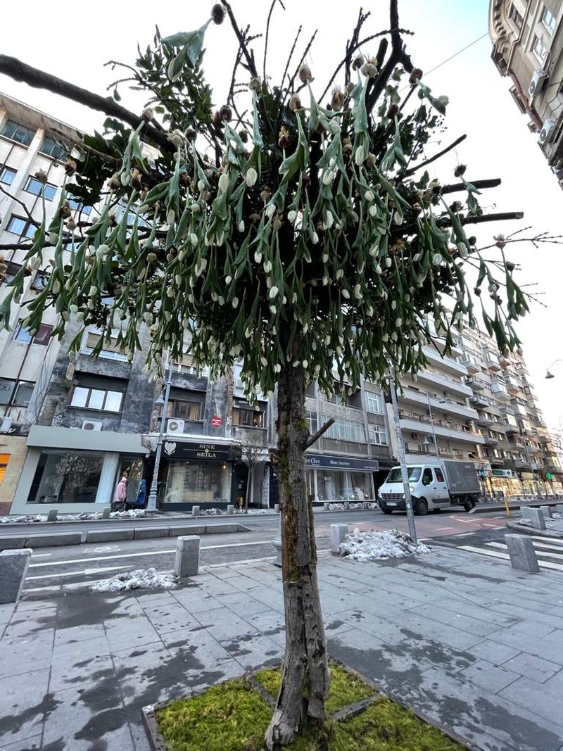 Nicu Bocancea a “plantat” copacul cu 600 de lalele în mijlocul Bucureștiului  pentru un An Nou nou cu noroc