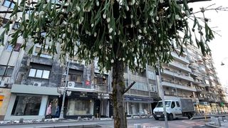 Nicu Bocancea a &ldquo;plantat&rdquo; copacul cu 600 de lalele &icirc;n mijlocul Bucureștiului  pentru un An Nou nou cu noroc