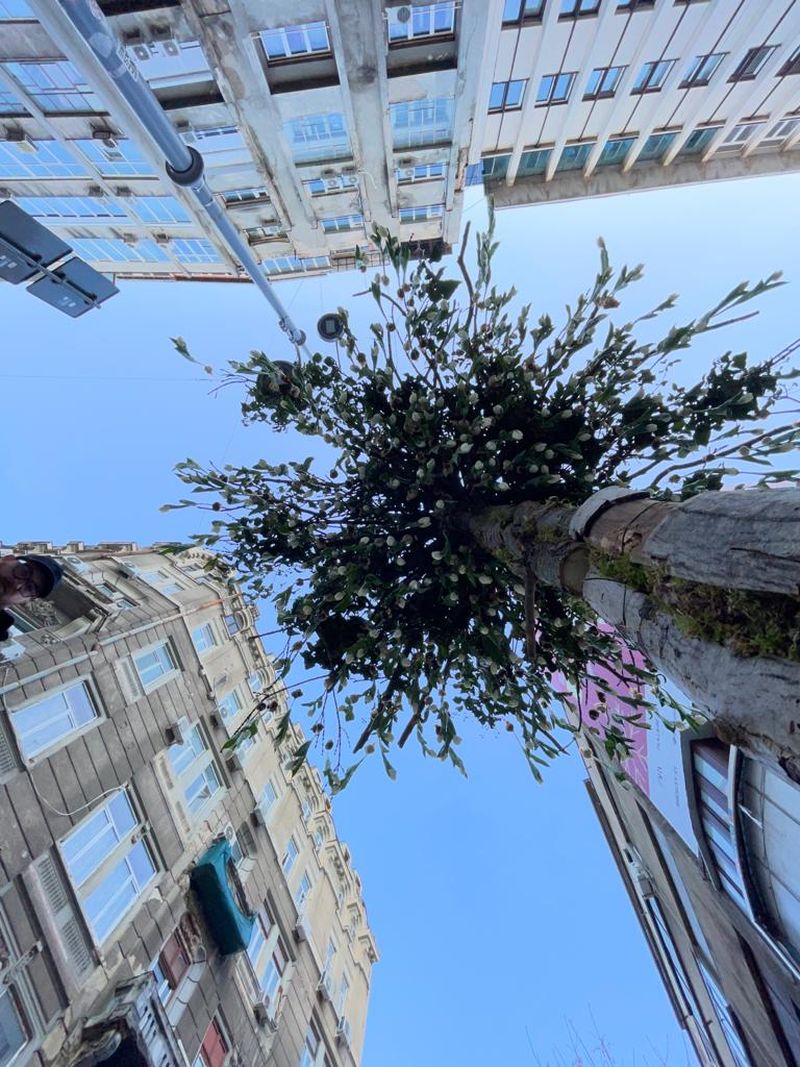 Nicu Bocancea a “plantat” copacul cu 600 de lalele în mijlocul Bucureștiului  pentru un An Nou nou cu noroc