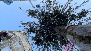 Nicu Bocancea a &ldquo;plantat&rdquo; copacul cu 600 de lalele &icirc;n mijlocul Bucureștiului  pentru un An Nou nou cu noroc