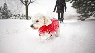 era să moară &icirc;nghețat &icirc;n parc