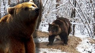 VIDEO - Ursoaica se crede încă în captivitate, chiar dacă este liberă