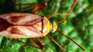 Probleme cu dăunătorii? Apelează la FitoMag!