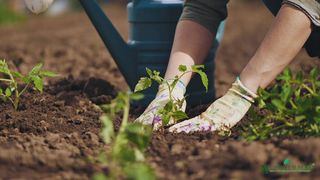 Tot ce trebuie să știi despre fertilizarea de primăvară!