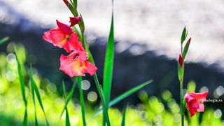 Când se plantează, de fapt, bulbii de gladiole. Ce trebuie să faci ca să ai cele mai frumoase flori în grădină