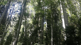 Ministerul Mediului solicită celor din domeniul silvic să se înscrie în SUMAL 2.0