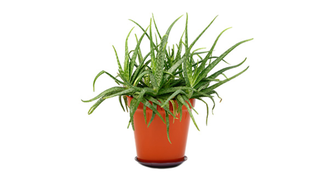 Cum poți să crești planta miracol Aloe Vera la ghiveci, &icirc;n apartament