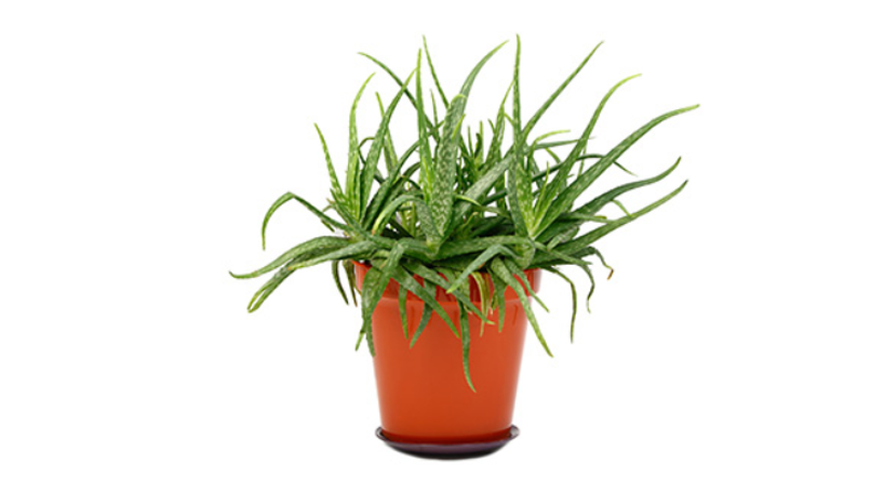 Cum poți să crești planta miracol Aloe Vera la ghiveci, în apartament