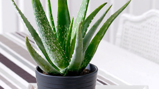 Cum poți să crești planta miracol Aloe Vera la ghiveci, &icirc;n apartament