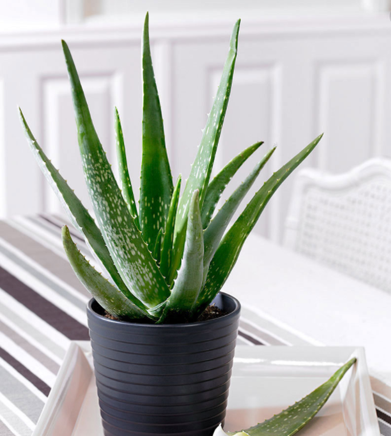 Cum poți să crești planta miracol Aloe Vera la ghiveci, în apartament