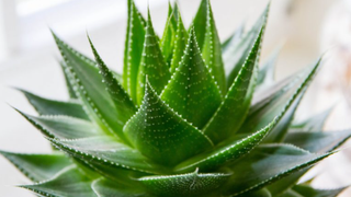 Cum poți să crești planta miracol Aloe Vera la ghiveci, în apartament