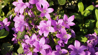 Cum se îngrijeşte Campanula. Este numită floarea clopoțel