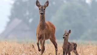 VIDEO - Căprioarele superbe din Bihor,punct de atracție pentru turiști