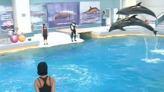 VIDEO - Delfinii Ni-Ni și Chen-Chen se pregătesc pentru sezonul estival