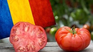 VIDEO - Tomatele românești, în piețe înainte de Paște. Promisiunea legumicultorilor